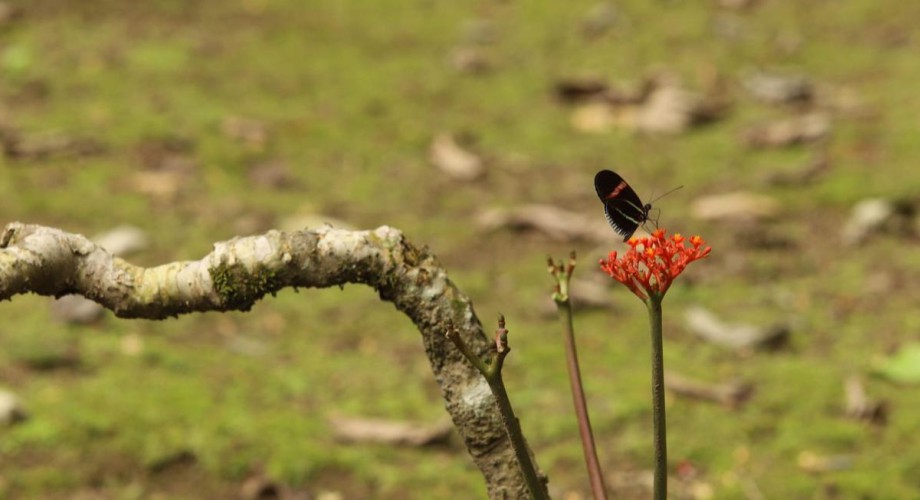 Reybanpac y sus buenas prácticas ecológicas
